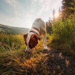 Can a Hotel Refuse a Service Dog in Training A hotel should not refuse a service dog in training, as it is against the law