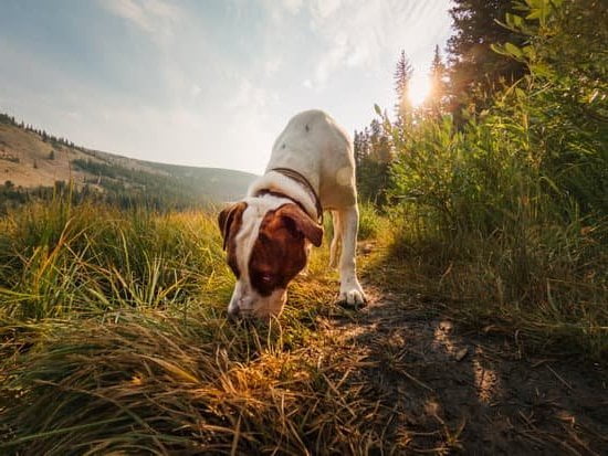 Can a Hotel Refuse a Service Dog in Training 1 A hotel should not refuse a service dog in training, as it is against the law