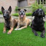 Where to Train Your Dog to Become a Therapy Dog Discover top locations to train your dog & transform them into a therapy dog