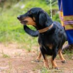 Step-by-step guide on how to train my Pomeranian dog for obedience and tricks