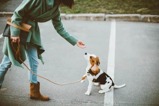 1) Step-by-step guide on how to train a protective aggressive dog for better behavior and safety