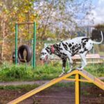 How to Become Certified Dog Trainer Behaviorist Step-by-step guide on how to become a certified dog trainer behaviorist