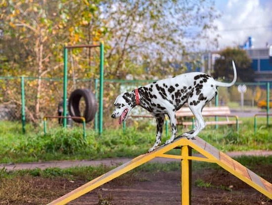 Step-by-step guide on how to become a certified dog trainer behaviorist