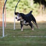 Do Puppies Train Better With All Adult Dog Puppies training with adult dog in a group setting for improved learning and behavior