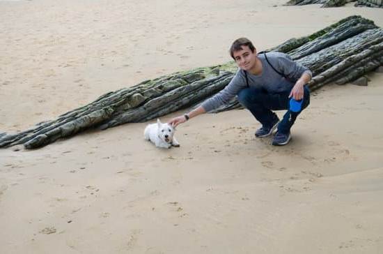 Image of a happy dog attending A PAWS Dog Training class with trainers and other obedient dogs