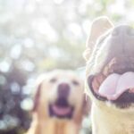 How to Train Your Dog to Ride in the Car Step-by-step guide on teaching your dog to ride in the car safely and comfortably