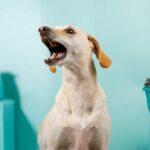 How to Charge Petsafe Smart Dog Trainer Step-by-step guide on how to effectively charge your PetSafe Smart Dog Trainer