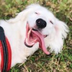 Step-by-step guide on how to train a dog to find a person