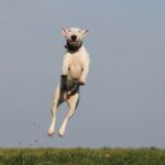 How to Train a Dog That Has Been Neglected Suggested alt text: 'Step-by-step guide on how to train a neglected dog and rehabilitate their behavior.'