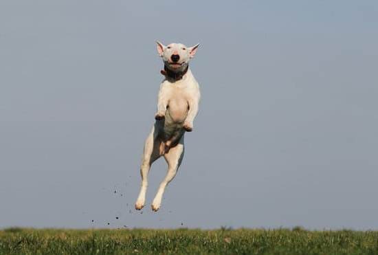 How to Train a Dog That Has Been Neglected 1 Suggested alt text: 'Step-by-step guide on how to train a neglected dog and rehabilitate their behavior.'