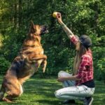 How to Train Drug Detection Dogs Step-by-step guide on how to effectively train drug detection dogs for enhanced security