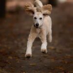 How House Train an Older Dog Alt text suggestion: Step-by-step guide on how to house train an older dog quickly and effectively