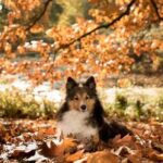 Apartment-friendly dog training guide: How to train your dog for apartment living