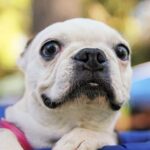 How to Train an Attack Dog PDF: Expert tips for effectively training a protective canine