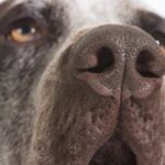 How to Train Dog to Ring Bell Step-by-step guide on how to train your dog to ring a bell for potty time