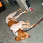 How to Potty Train Dogs to Go Outside Puppy learning to potty train outdoors using positive reinforcement techniques