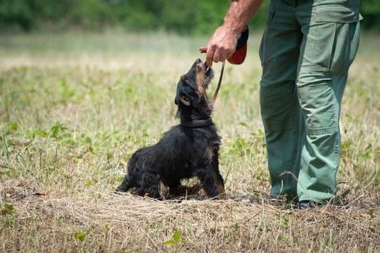 Paper training dogs involves teaching them to eliminate on designated newspaper areas