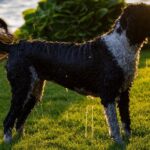What age can a dog be trained? - Suggested alt text: Proper dog training: Finding the optimal age to start training your furry friend