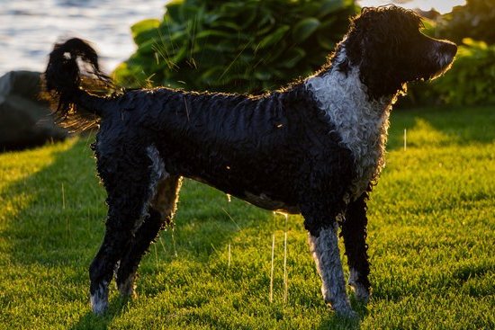 What age can a dog be trained? - Suggested alt text: Proper dog training: Finding the optimal age to start training your furry friend