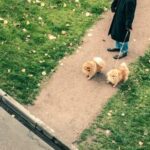 Do the Blind Train With Their Dog Blind individual trains with their guide dog for independent mobility