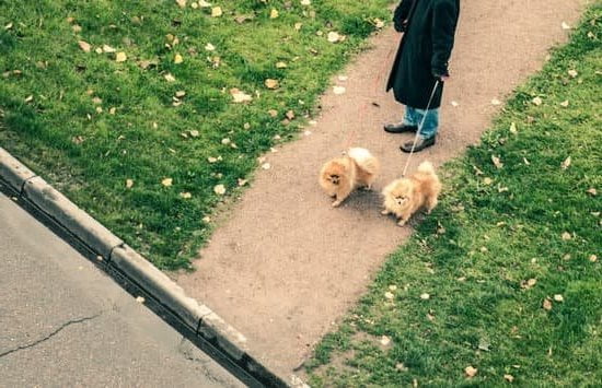 Do the Blind Train With Their Dog 1 Blind individual trains with their guide dog for independent mobility