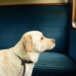 How to Train Your Dog to Not Chew on Cords Step-by-step guide on how to train your dog to avoid chewing on cords