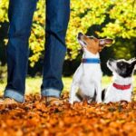 How to Train a Dog Properly With a V Step-by-step guide on how to train a dog properly with a V-shaped hand signal