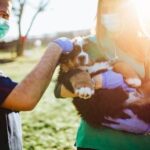 Can You Potty Train a 5 Year Old Dog Step-by-step guide on how to potty train a 5-year-old dog effectively and efficiently