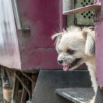 Step-by-step guide on how to train your dog to pee in the shower quickly and efficiently