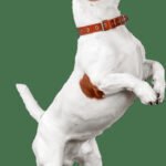 How to Train a Dog Not to Chew His Bed Step-by-step guide on teaching your dog to stop chewing his bed