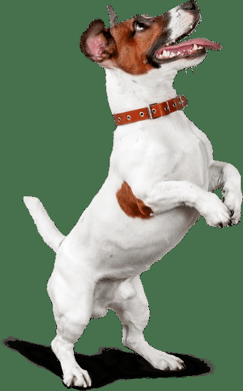 How to Train a Dog Not to Chew His Bed 1 Step-by-step guide on teaching your dog to stop chewing his bed