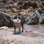 Is Aversive Training Okay With Dogs That Are Anxious Using gentle, positive reinforcement training techniques is recommended for anxious dogs