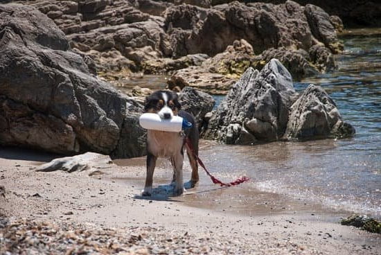 Using gentle, positive reinforcement training techniques is recommended for anxious dogs