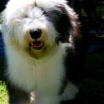 How to Train Large Breed Dogs Step-by-step guide on how to effectively train large breed dogs for obedience and behavioral control