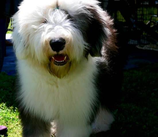 How to Train Large Breed Dogs 1 Step-by-step guide on how to effectively train large breed dogs for obedience and behavioral control