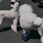 How Do You Train a Dog to Stop Licking You Suggestion to train dogs to stop licking you: Establish clear boundaries and redirect their attention when they start licking