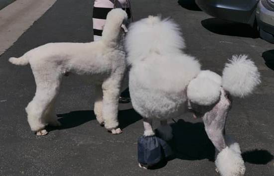 Suggestion to train dogs to stop licking you: Establish clear boundaries and redirect their attention when they start licking