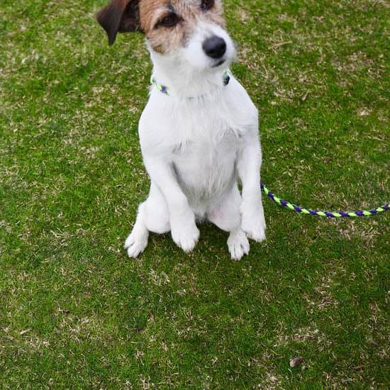 Image of a dog receiving clicker training, a positive reinforcement technique for teaching commands