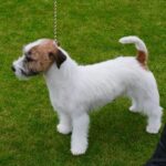 How to Train Dog to Poop in Designated Area Step-by-step guide on teaching your dog to use a designated area for pooping