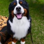 How Long Have We Been Training Dogs Image of a group of people training dogs outdoors for an extended period of time