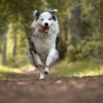Is my dog too old to train? - Evaluating age limitations and training potential in older dogs