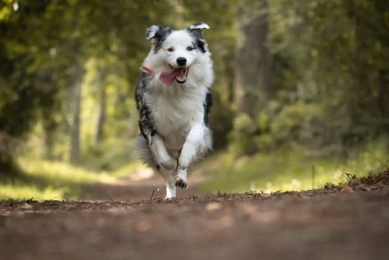 Is My Dog Too Old to Train 1 Is my dog too old to train? - Evaluating age limitations and training potential in older dogs