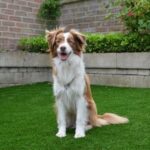 How to Train My Dog for Diabetic Alert Step-by-step guide: How to train my dog for diabetic alert and keep my health in check