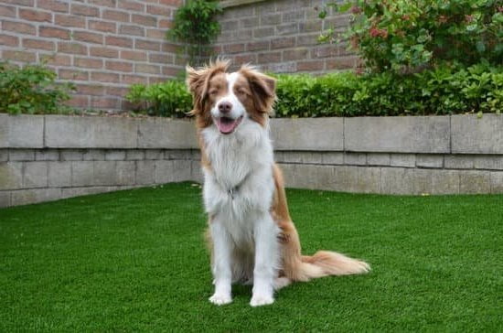 Step-by-step guide: How to train my dog for diabetic alert and keep my health in check