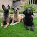 Step-by-step guide on how to train a dog not to be fearful - effective strategies and techniques