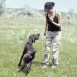 How to Train a Dog to Stop Pulling on Lead Step-by-step guide on how to train a dog to stop pulling on lead