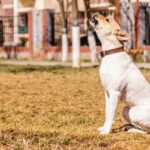 How to Train Dog to Not Use a Leash Step-by-step guide on teaching dogs to walk off-leash safely and reliably