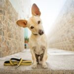 Suggested alt text: 'A therapy dog training session with a professional instructor teaching commands and appropriate behavior.'