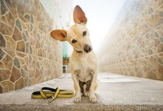 Step-by-step guide on becoming a certified dog trainer in NJ, including requirements and training programs