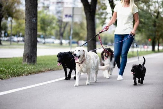 Step-by-Step Guide: How to Train Your Dog Tactical for Improved Behavior and Obedience